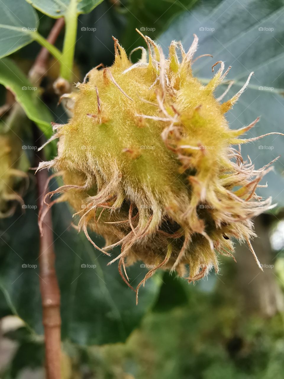 Seed pod of the  beech tree