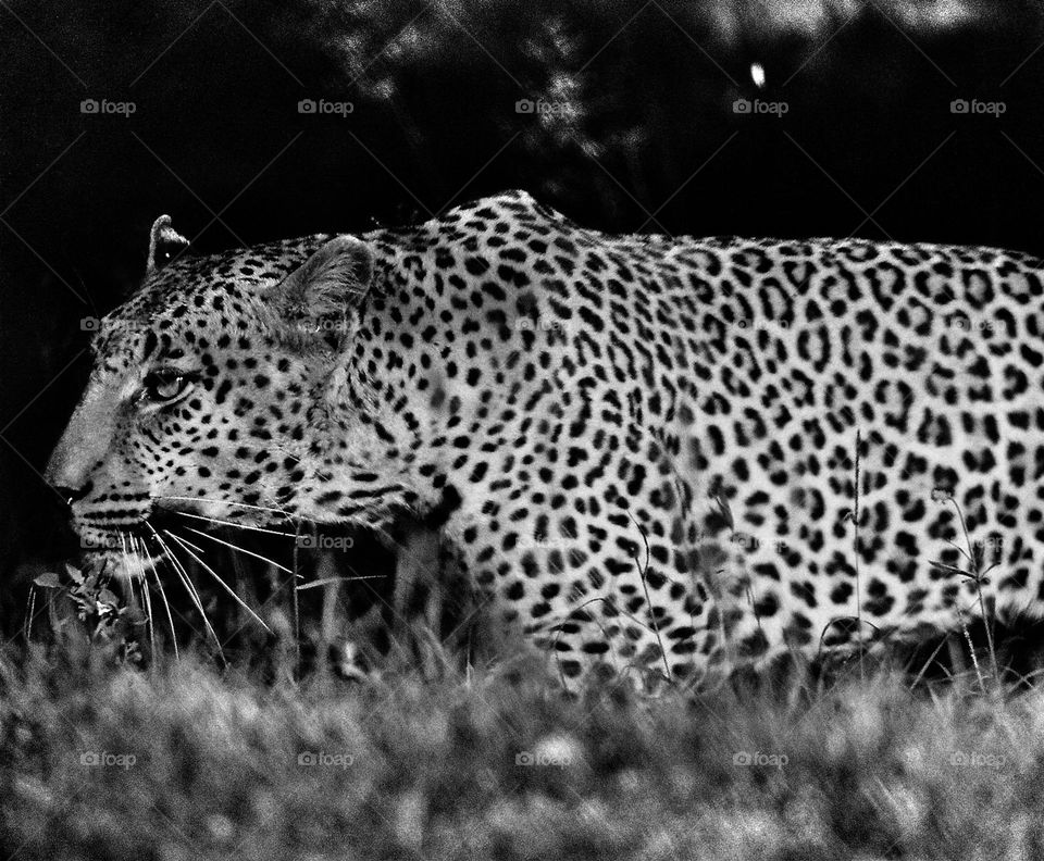 Leopard stalking..amazing.