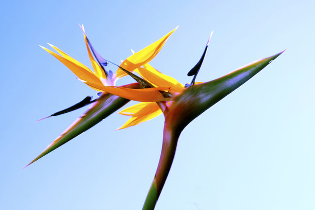 Bird of paradise