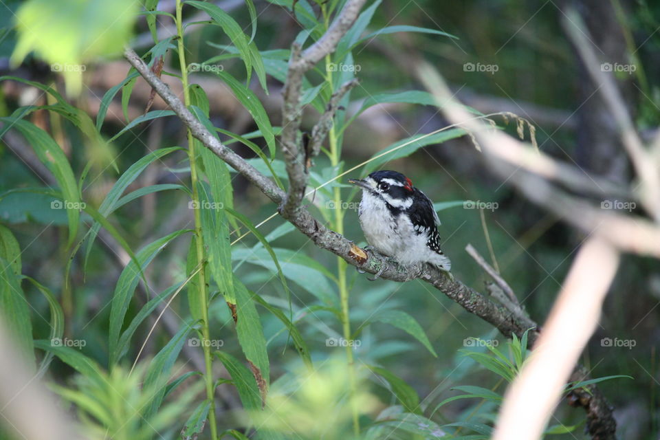 Woodpecker