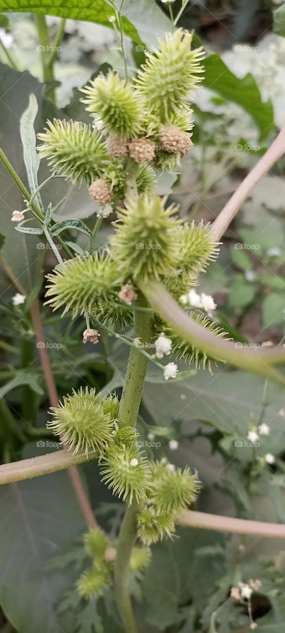 herbal plants are not easy to find spikes on the fruits.