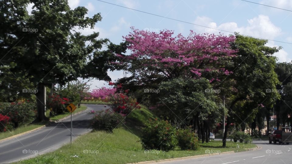 Los macuelizos floreando son indicativo que el verano está comenzando en San Pedro Sula, Honduras