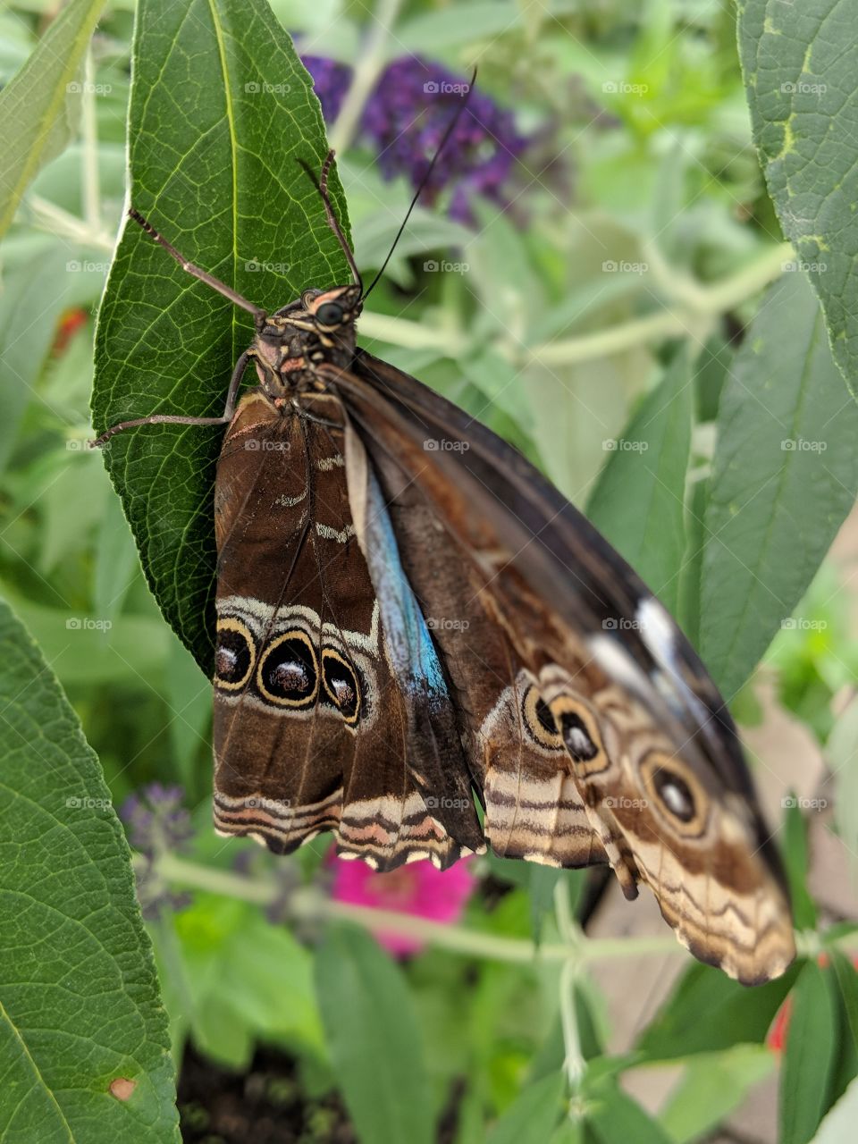 Blue winged butterfly