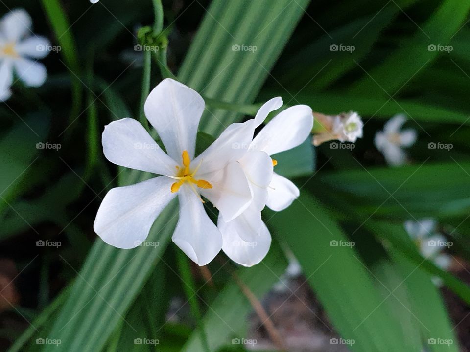 beautiful flowers in my garden