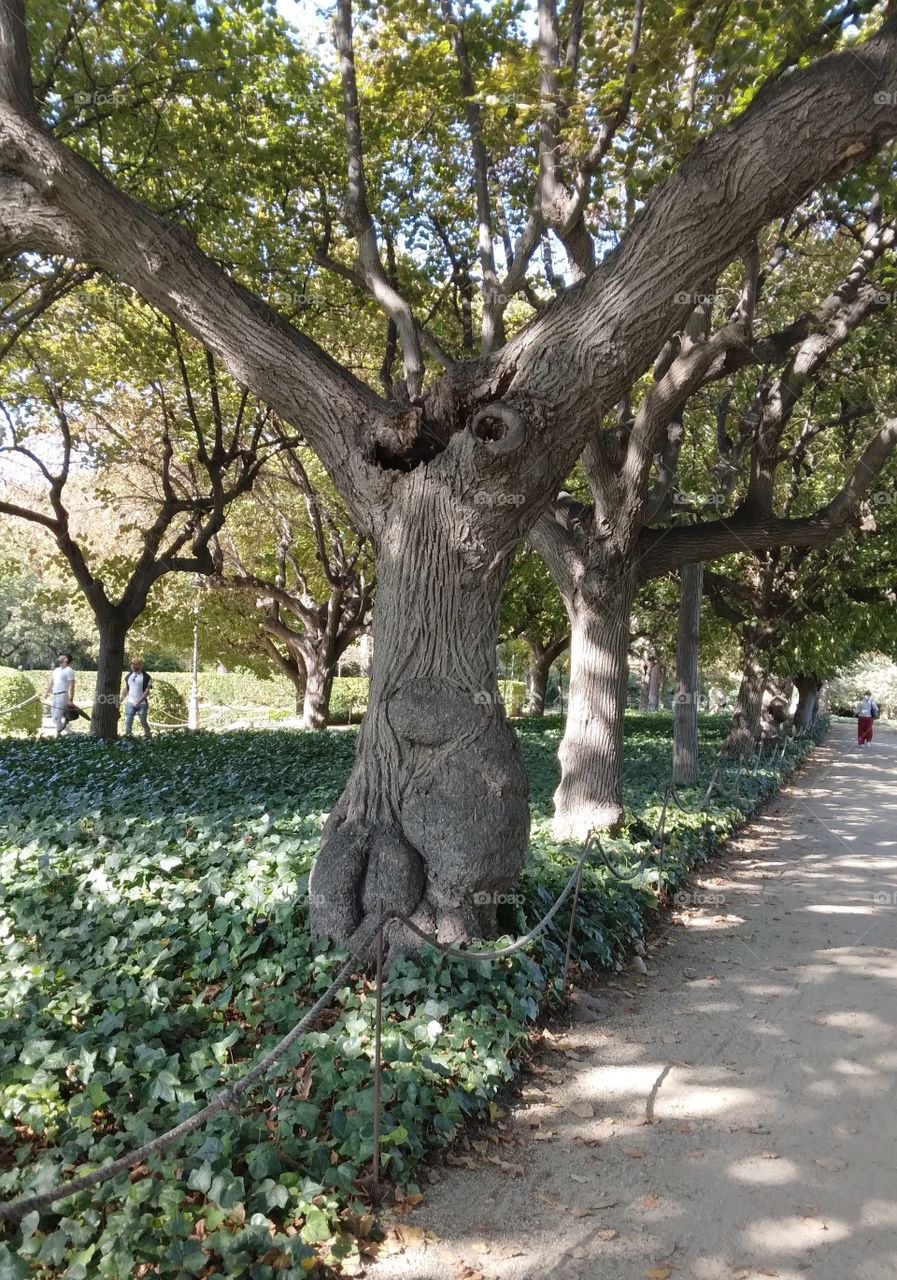 Jardines del Palacio de Pedrealbes