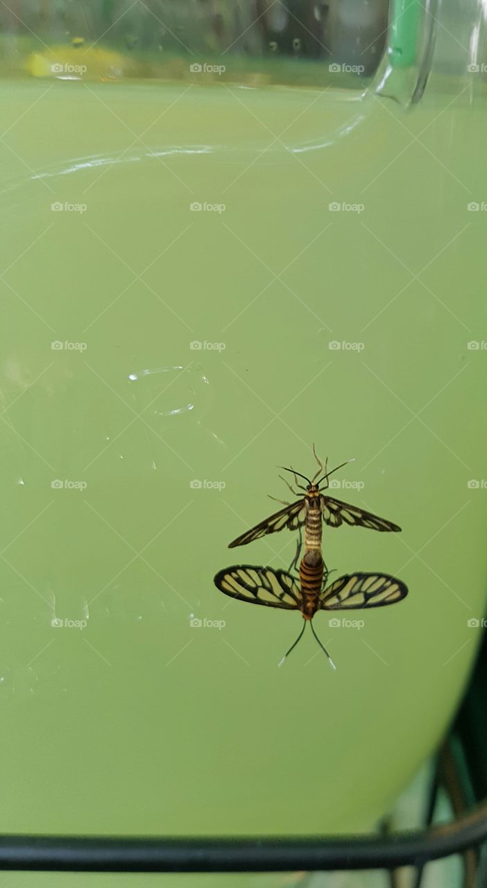 two little creatures in love