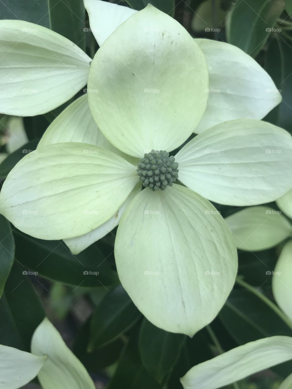 Dogwood flower