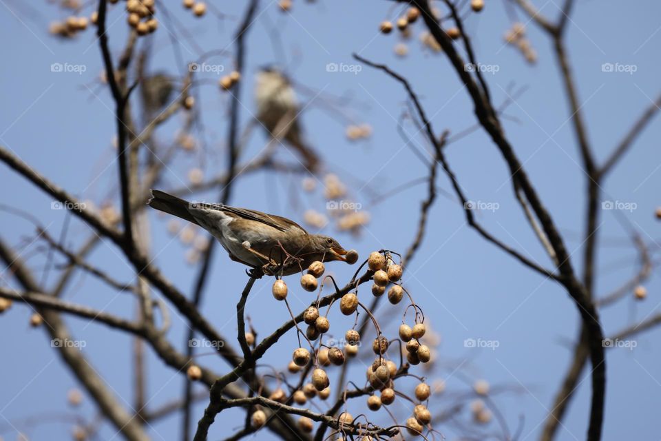 吃果子的小鸟