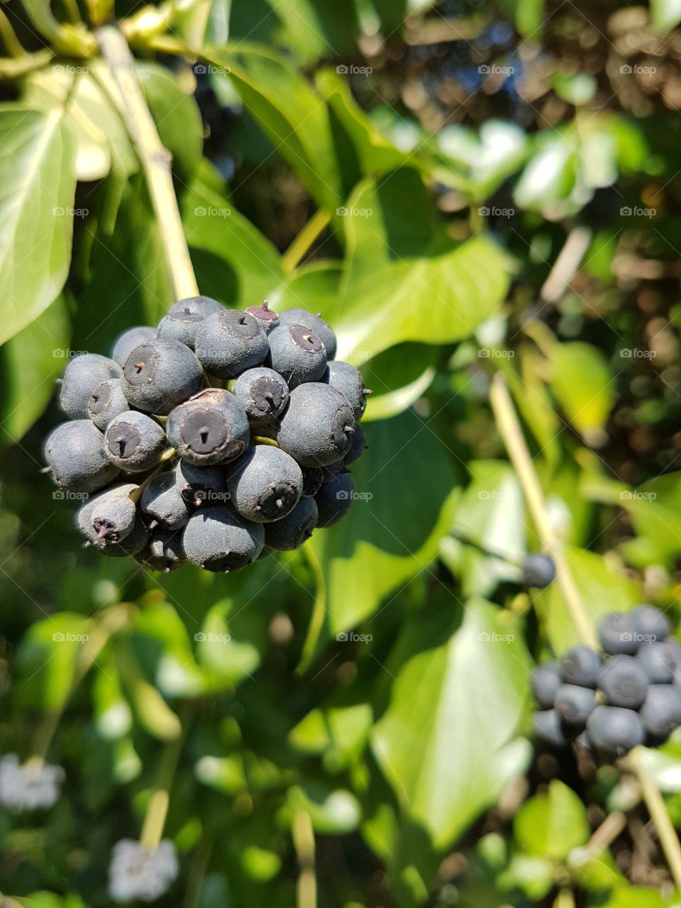 Berries on the bush
