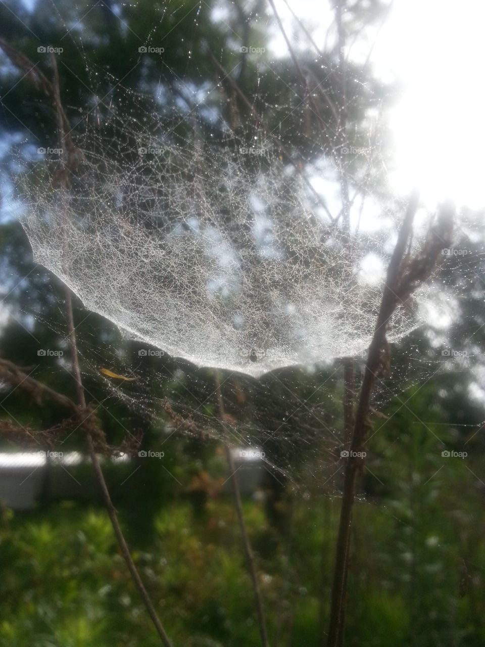 web