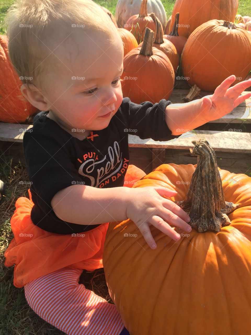 Pumpkin, Halloween, Child, Thanksgiving, Fall