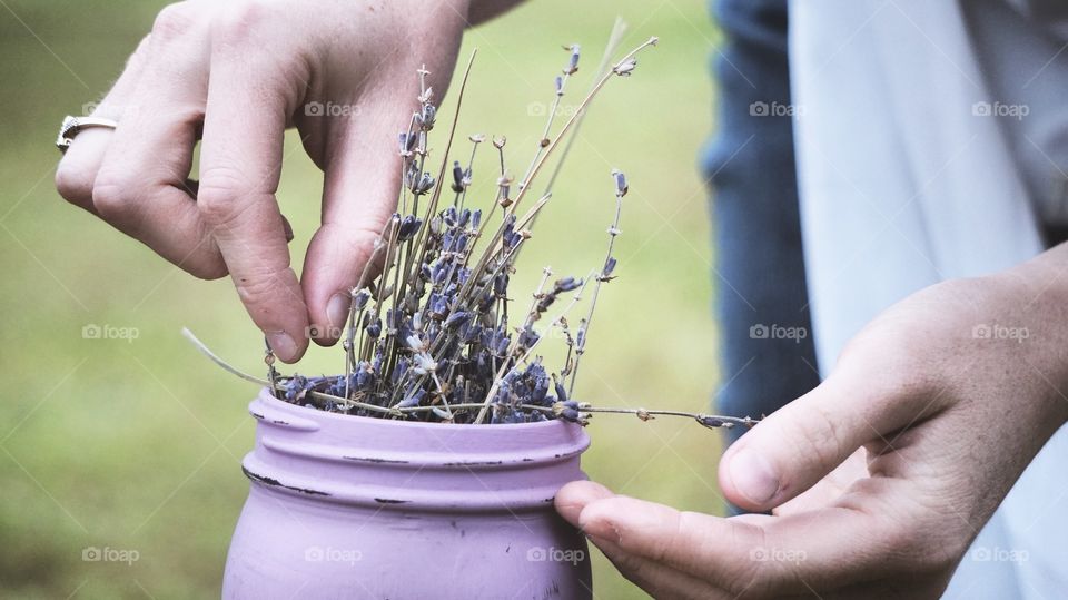 Picking Lavender  