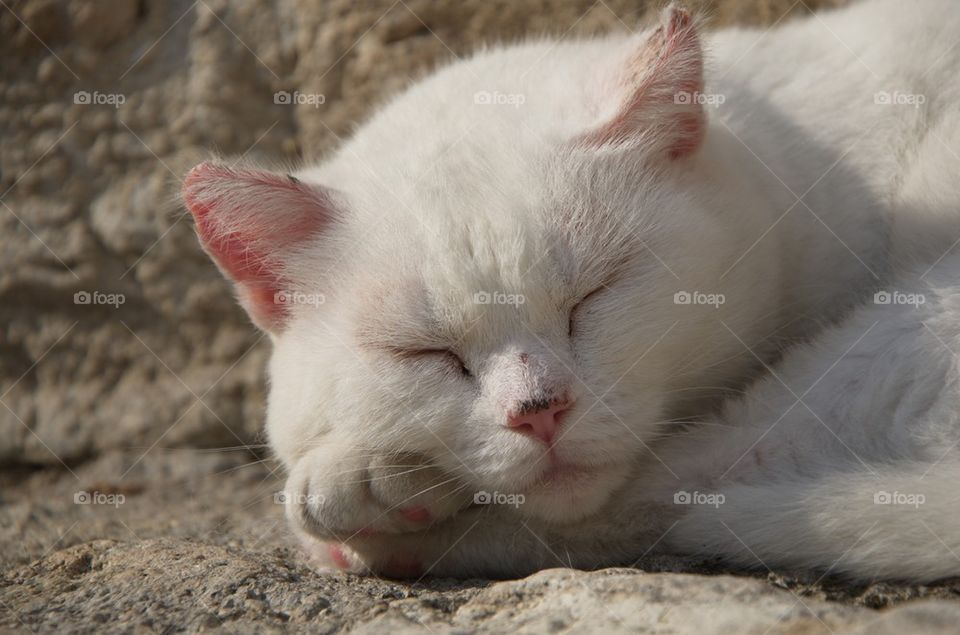 Cat taking a rest