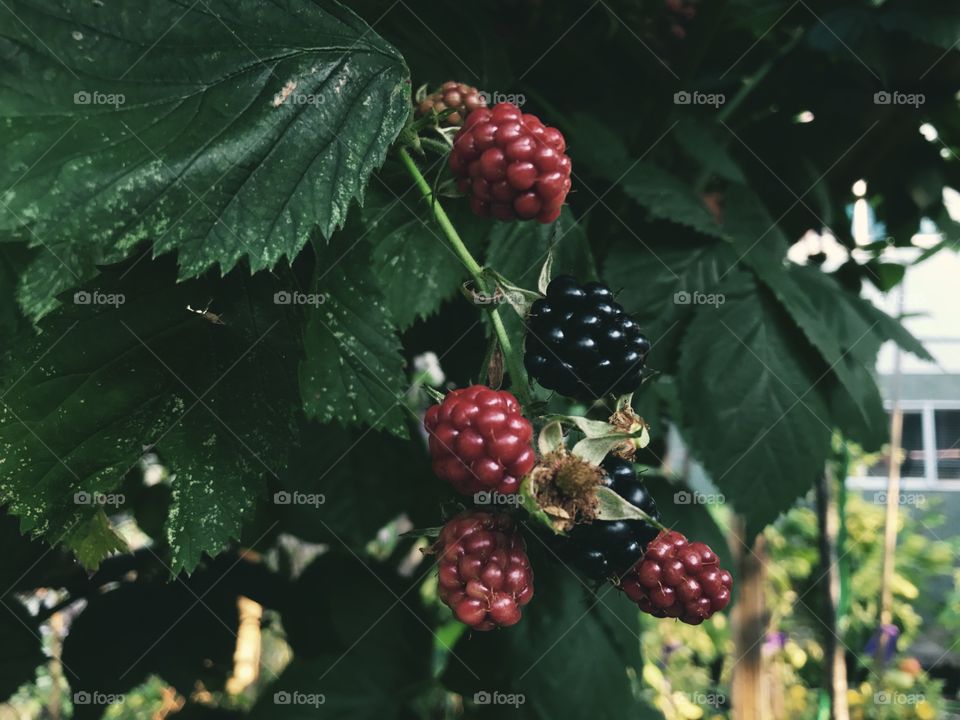 Blackberries 