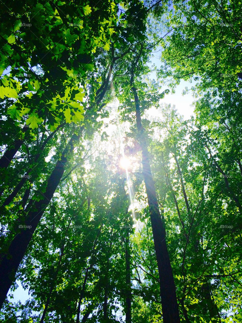 Inside the tree Conservatory. Taken a short walk away from my house.