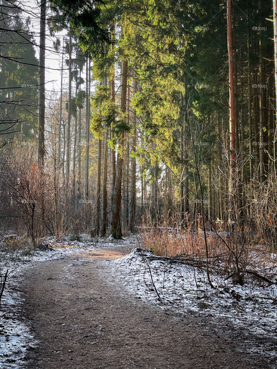 Winter landscape in sunny forest in December 