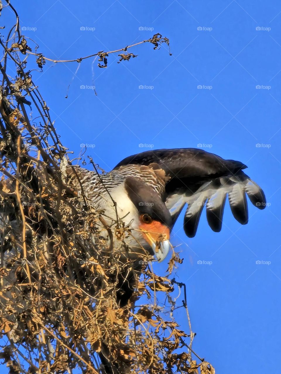 Wings open, pieces of vine in its beak, the Caracara is ready to take off