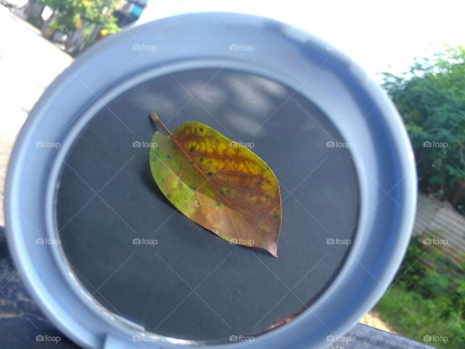 Dry avocado leaf in the mirror