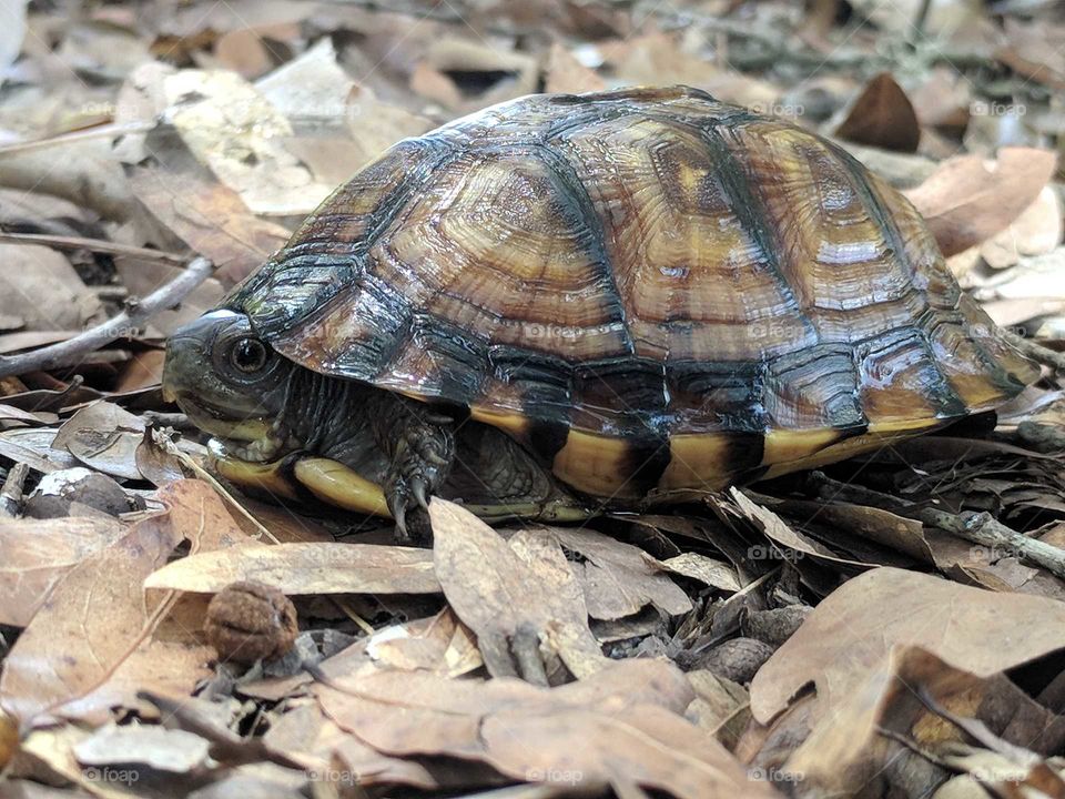 Box Turtle