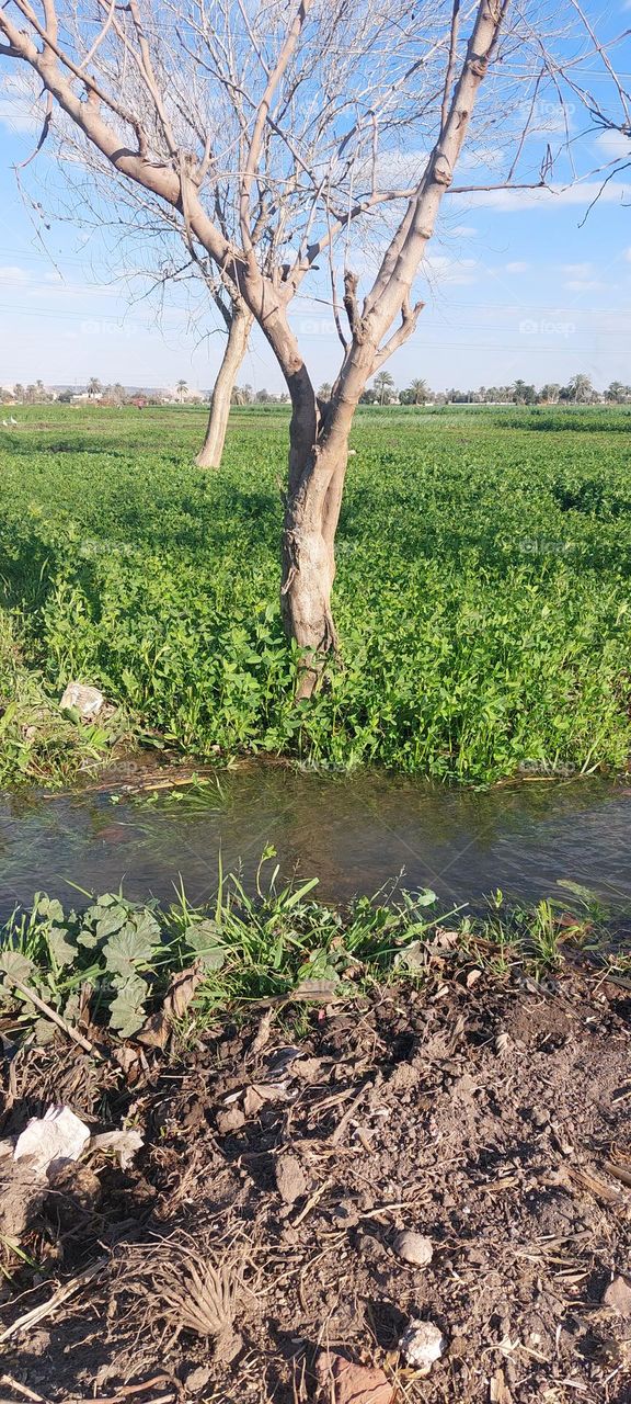 green & water