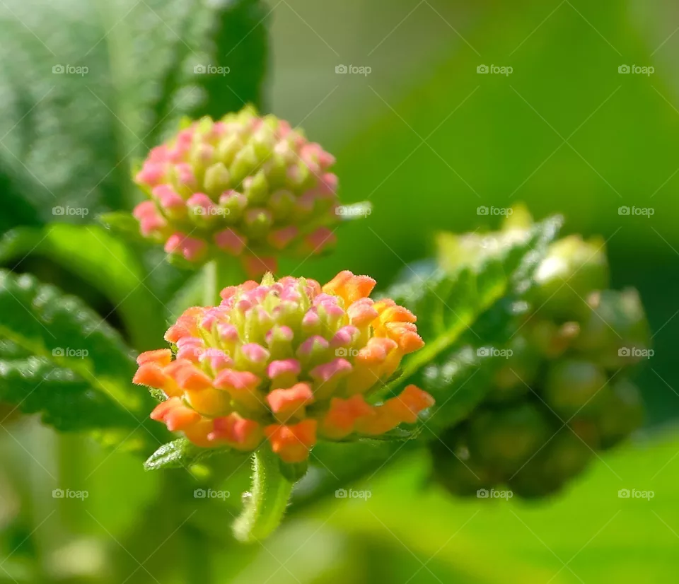 red flowers