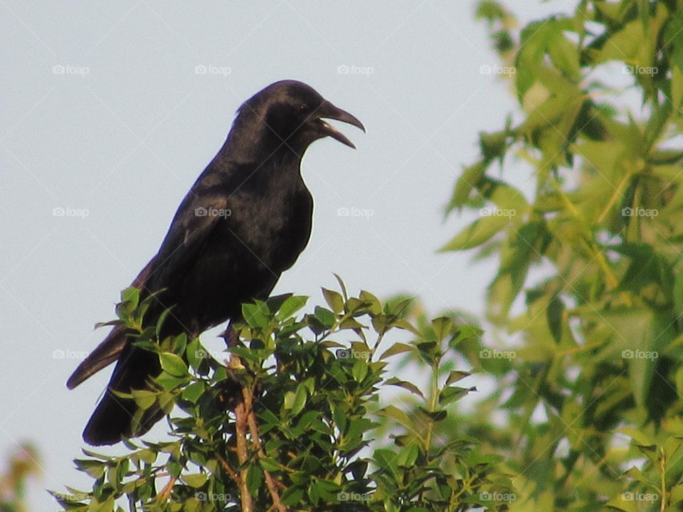Crow