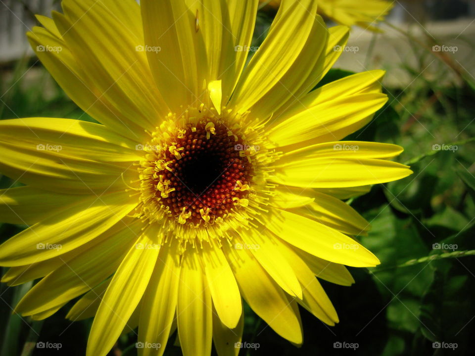 A beautiful yellow flower giving off its beauty on a warm sunny summer day.