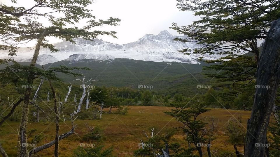 Scenic view of forest