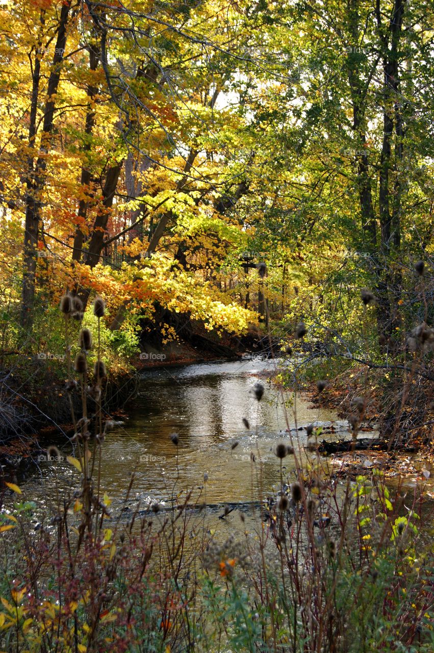 Autumn trees in forest