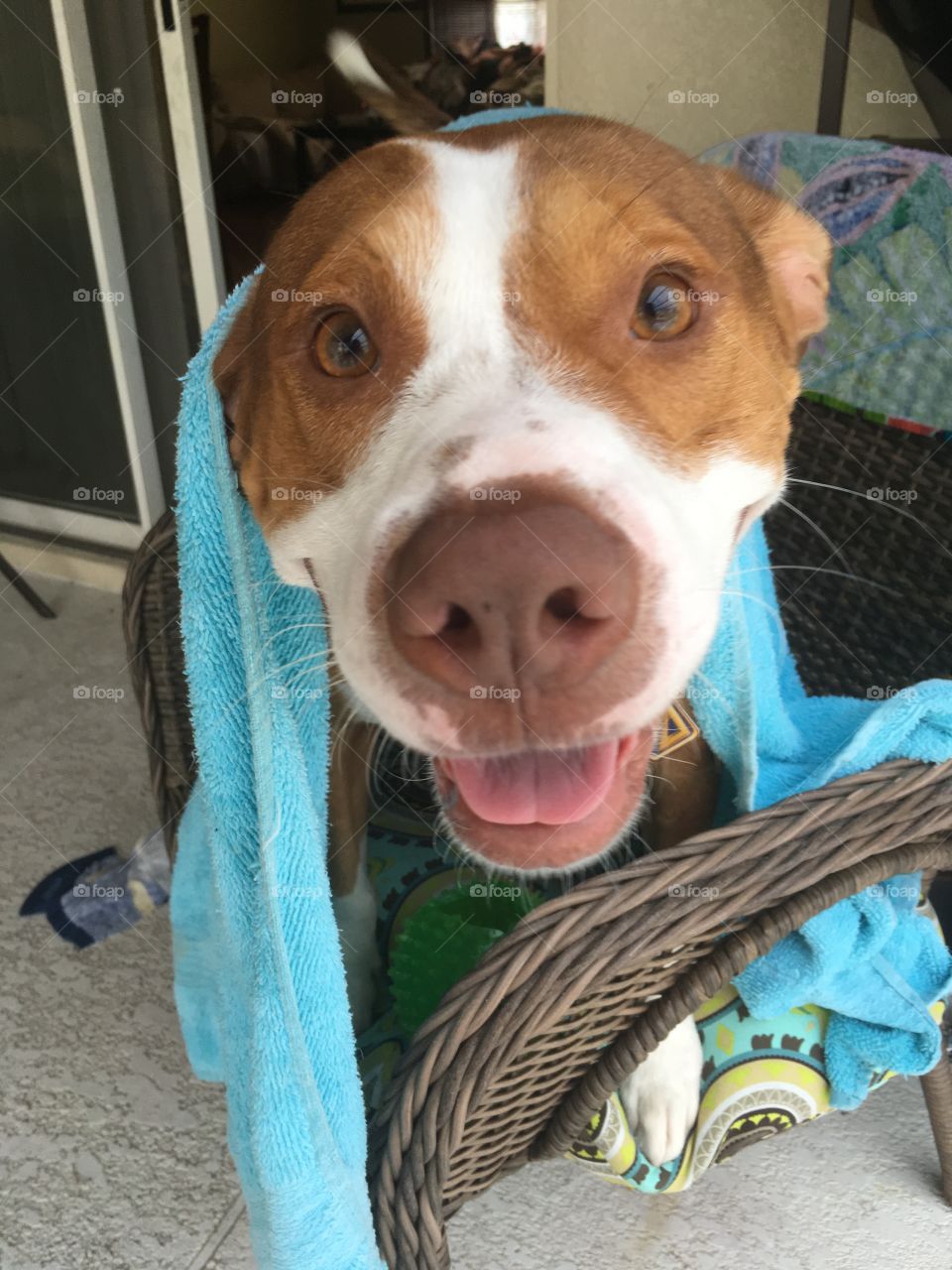 Happy wet dog in a blue towel after swimming 