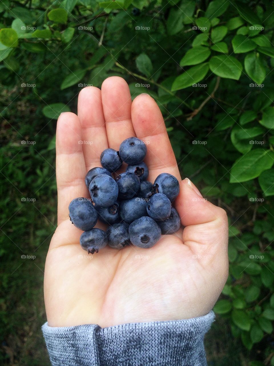 Handful of freshly picked blueberries