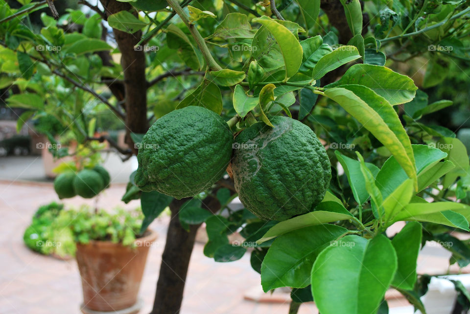Green lemons in garden in Valencia Spain
