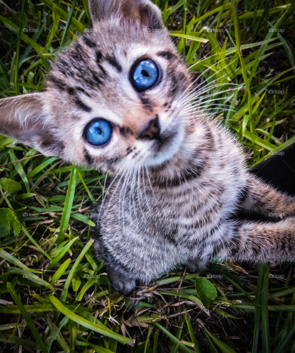 Beautiful kitten with bright, curious eyes
