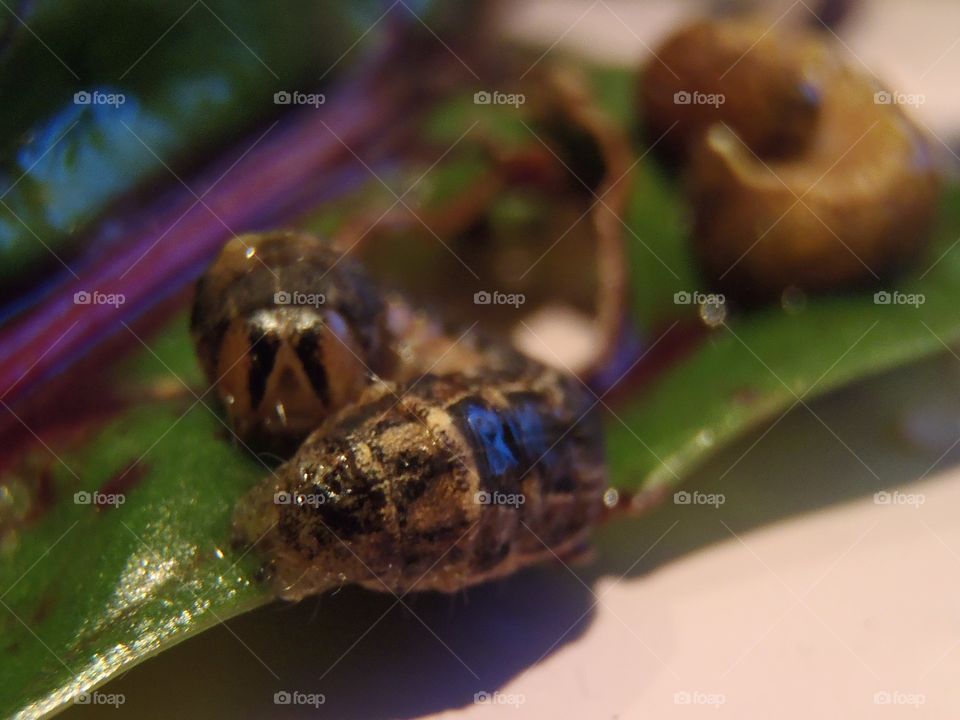 Eyes of beet root eater