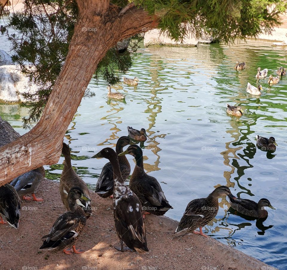 Ducks on the Lakeshore