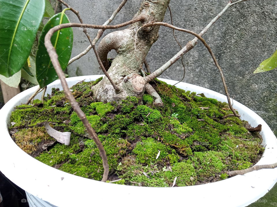 Bonsai in the green land