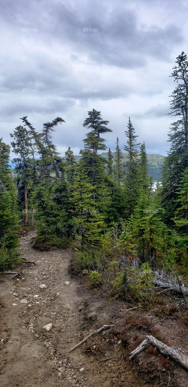 Winding forest trails