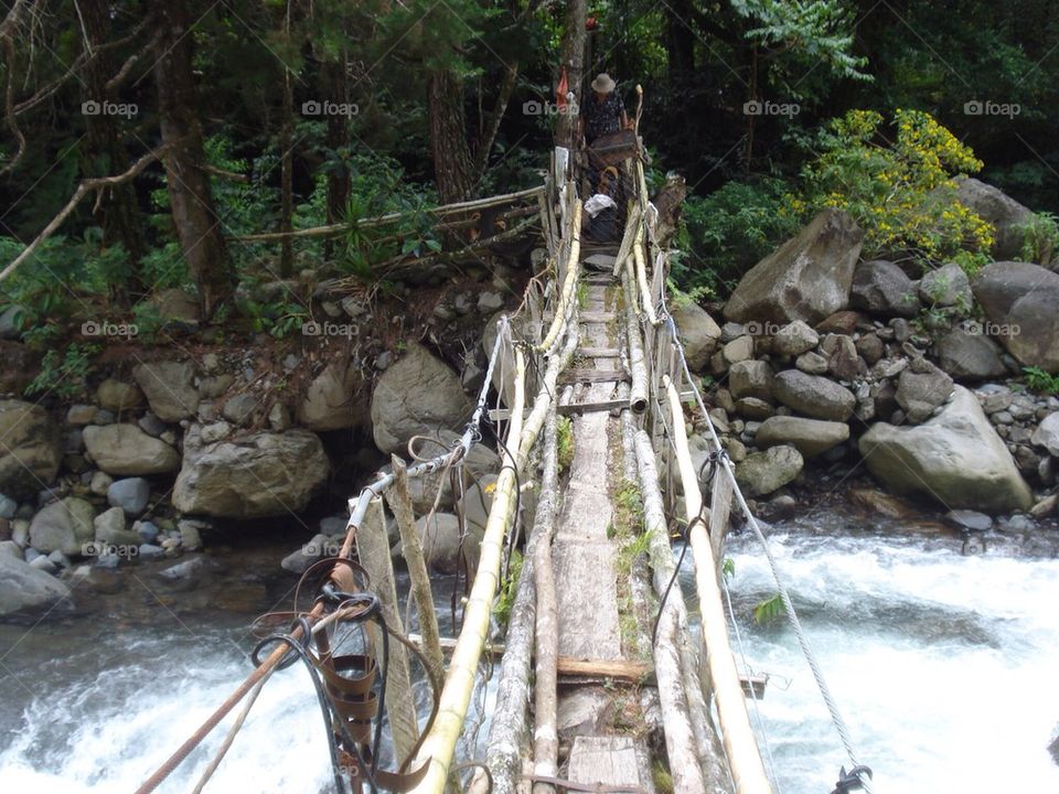 Jungle bridge