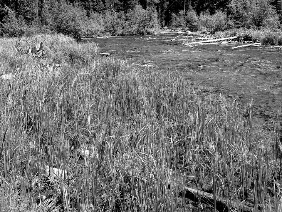 The Deschutes River near its headwaters on a sunny spring day