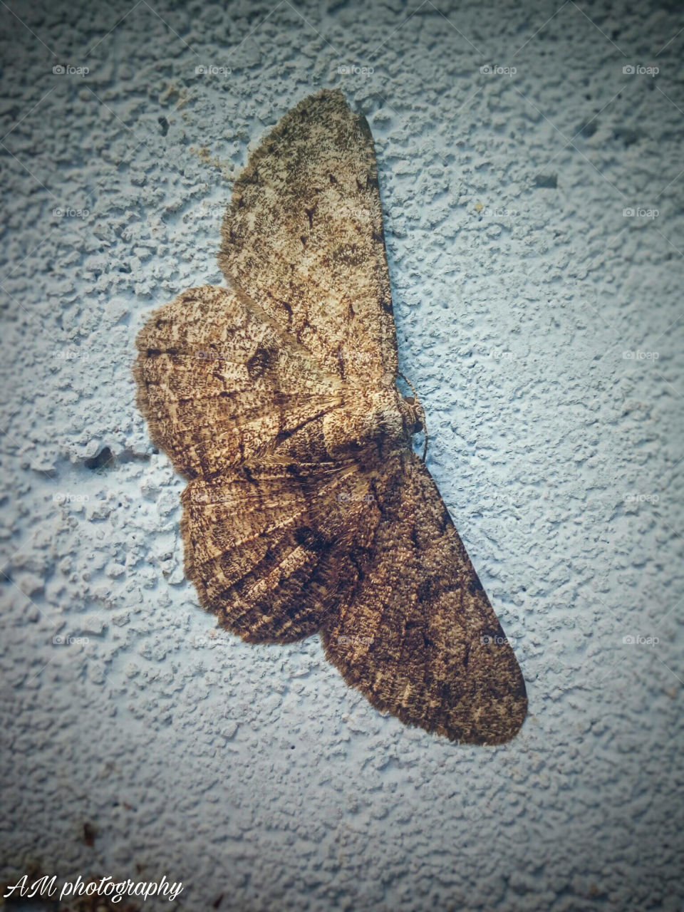 butter fly on wall