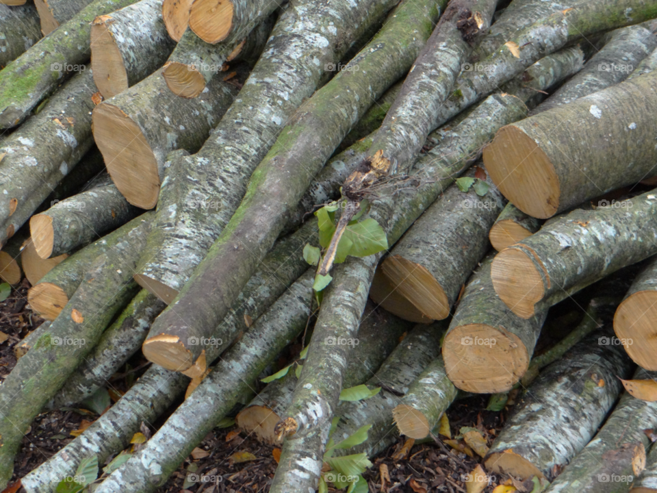 ireland wood timber cut by kshapley