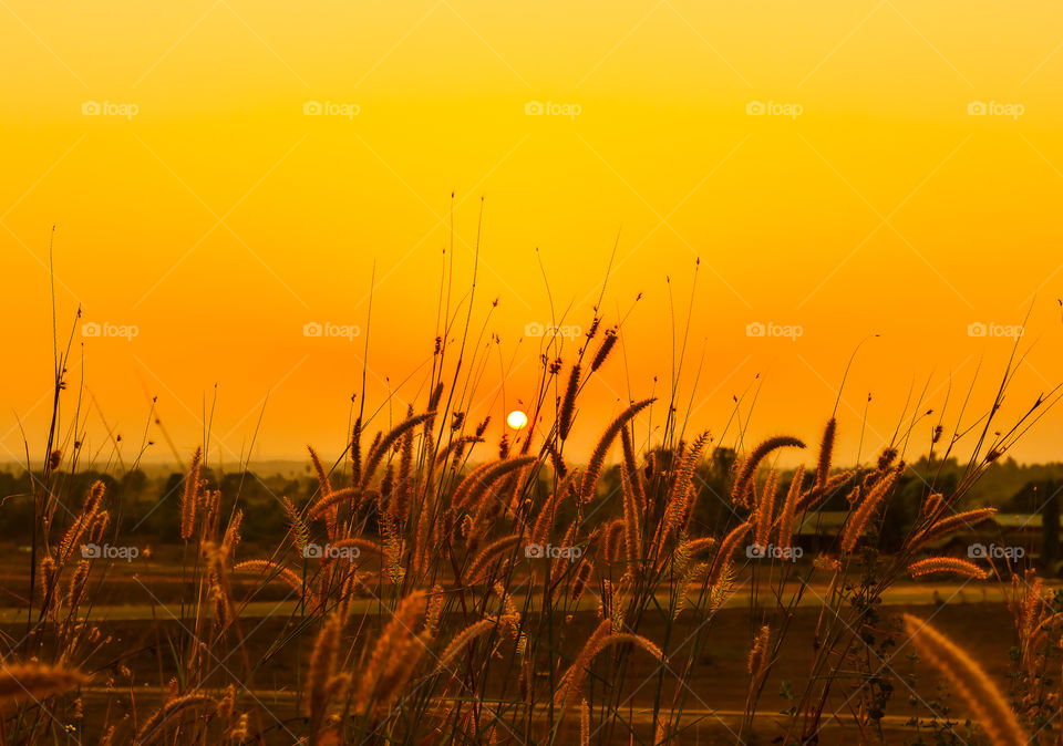 Scenic view of reed grass during sunet