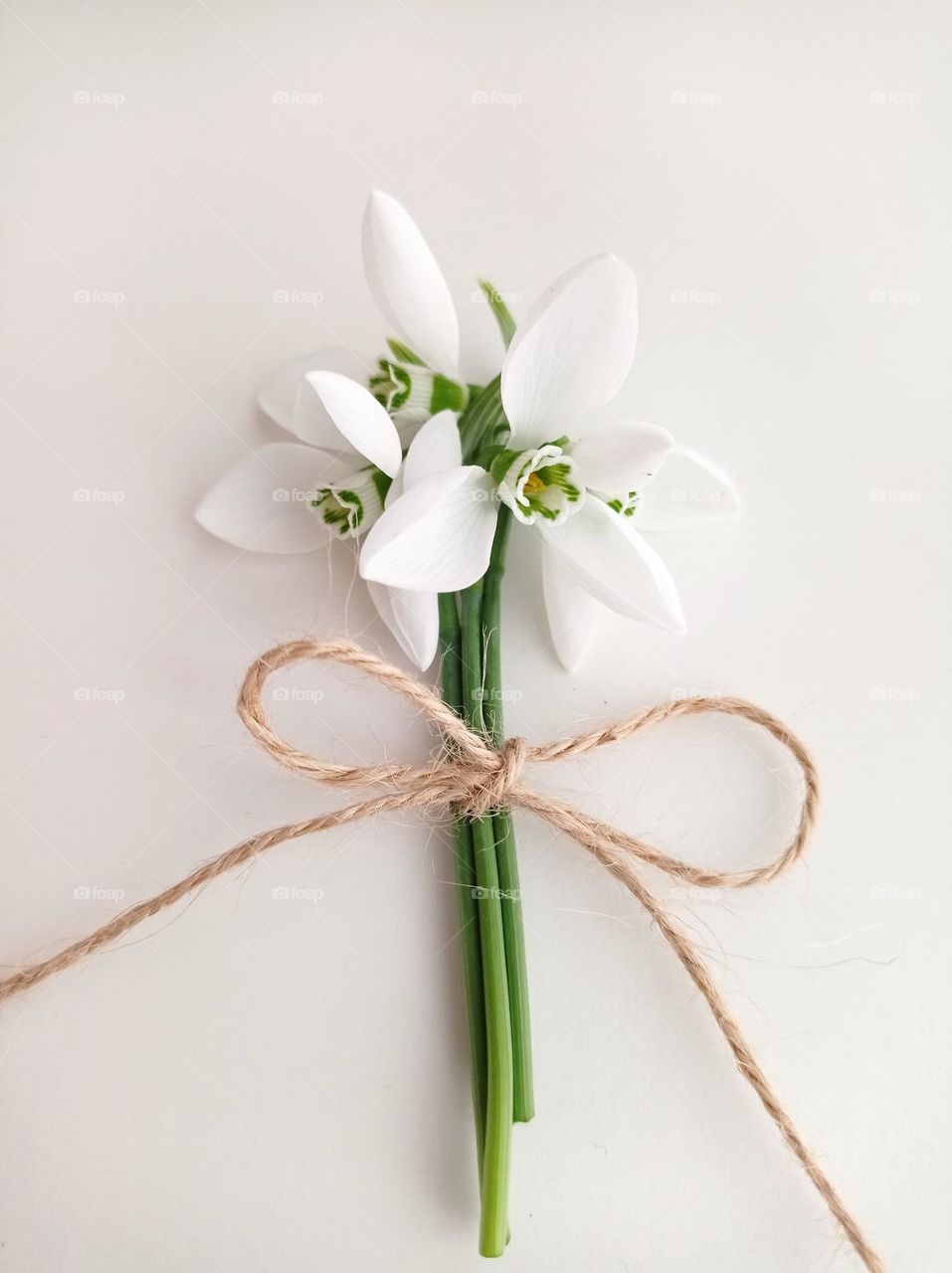 Snowdrops. Winter blossom - joy in the winter garden