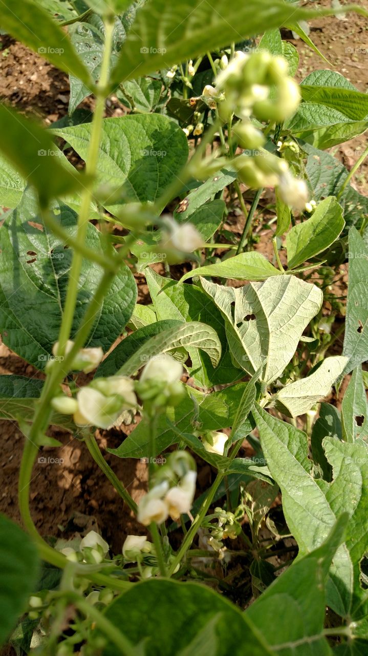 blossoming beans