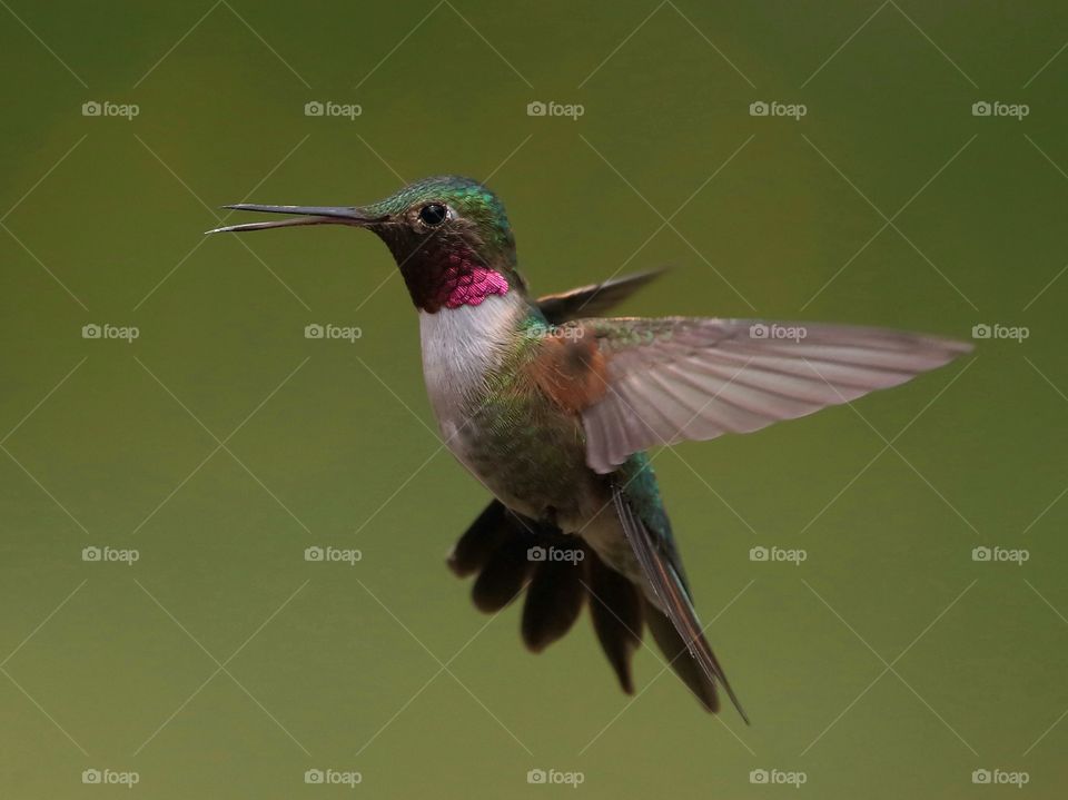 hummingbird in flight