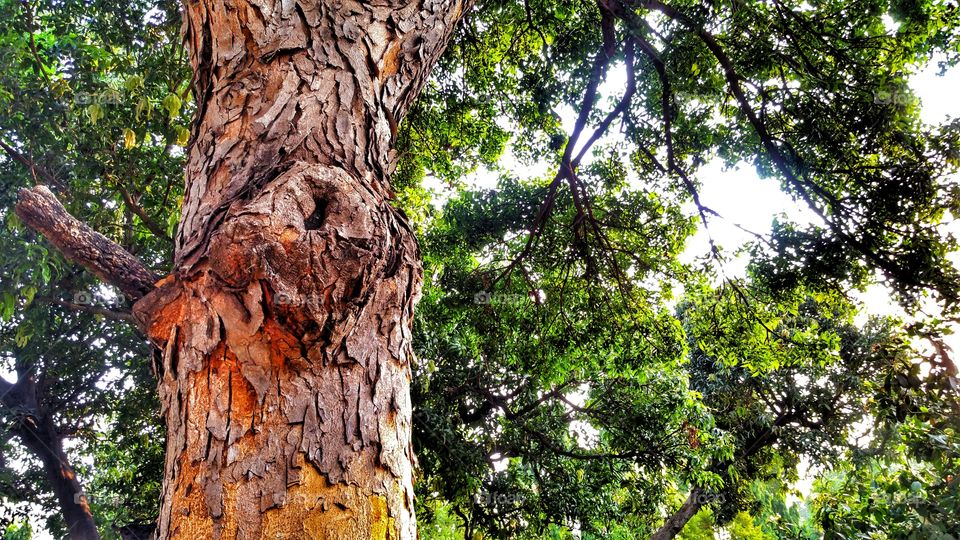Old Tree and leaves and branches