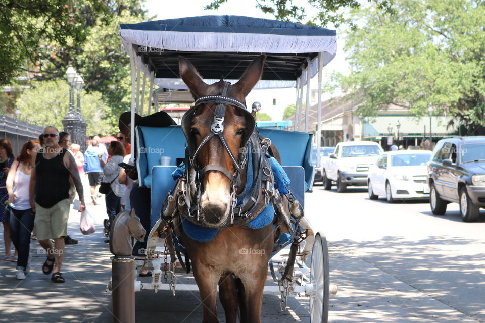 Carriage Ride New Orleans 