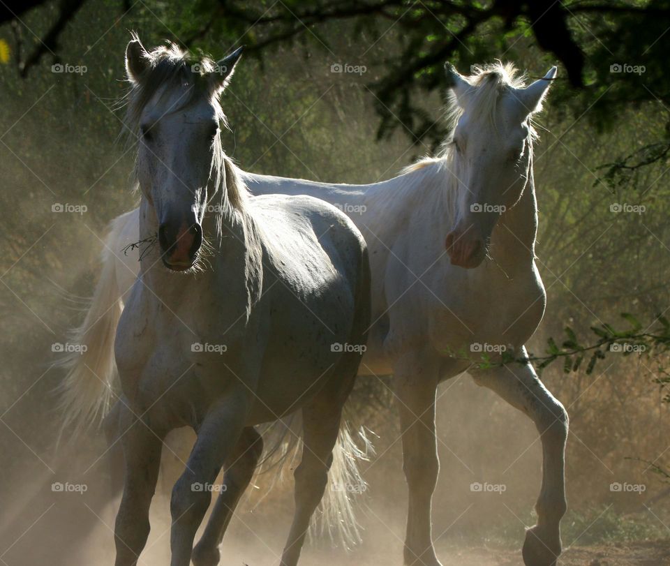 Wild Horses in the Forest