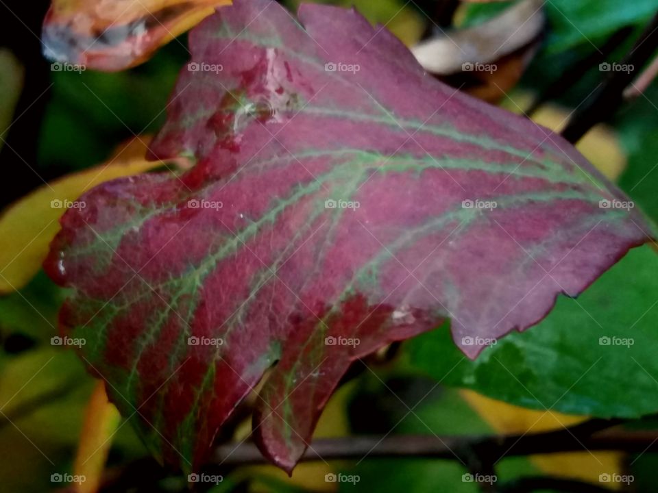 colourful fall leaf