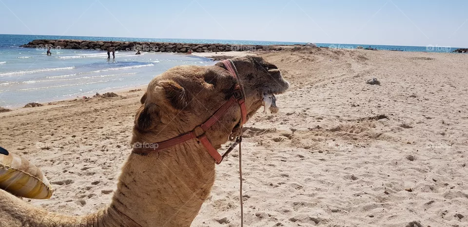 camel
